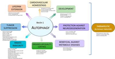 Beth Levine’s Legacy: From the Discovery of BECN1 to Therapies. A Mentees’ Perspective